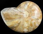 Polished Nautilus Fossil - Madagascar #47396-1
